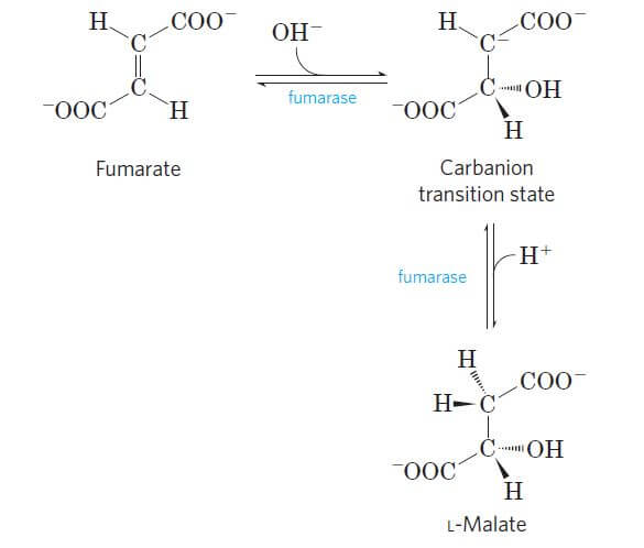 Hydration of fumarate to malate