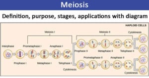 Meiosis- definition, purpose, stages, applications with diagram
