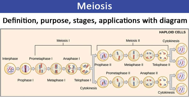 Meiosis Stages Diagrams Meiosis Definition Diagram Steps And 