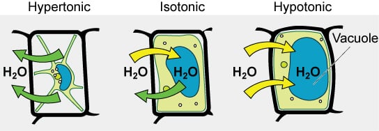 Osmotic solutions (Tonicity)