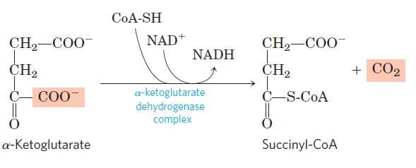 Oxidative decarboxylation of α-ketoglutarate