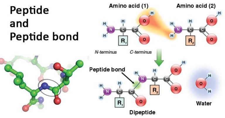 peptide-bond-definition-formation-degradation-examples