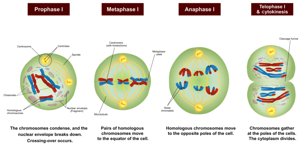 Meiosis Phases Stages Applications With Diagram