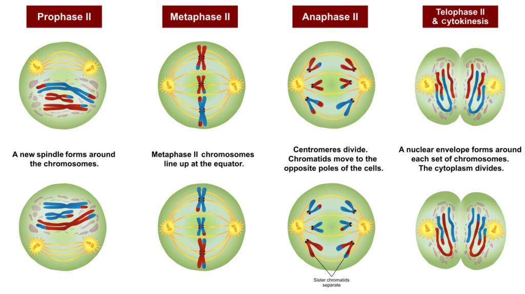 Meiosis: Phases, Stages, Applications with Diagram