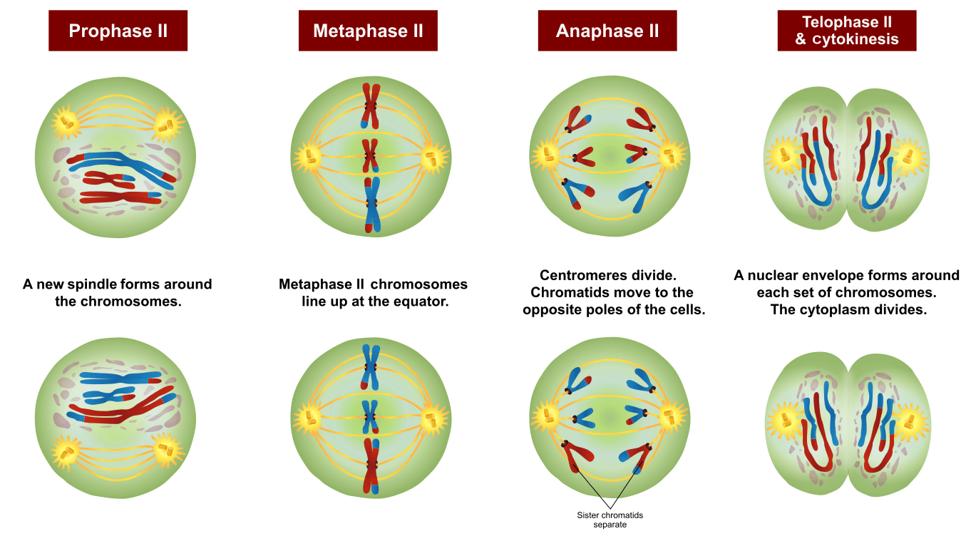 Meiosis Phases Stages Applications With Diagram