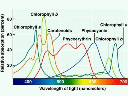 Photosynthetic pigments