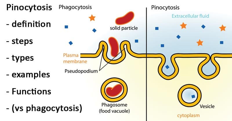 endocytosis steps