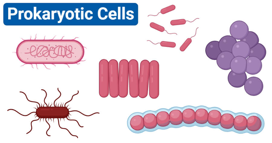 Prokaryotes Vs Eukaryotes 47 Key Differences 