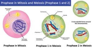 Prophase in mitosis and meiosis (Prophase 1 and 2)