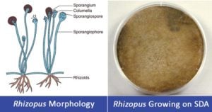 Rhizopus spp