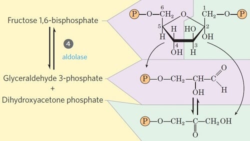 Step 4- Cleavage of fructose 1, 6-diphosphate
