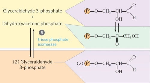 Step 5- Isomerization of dihydroxyacetone phosphate
