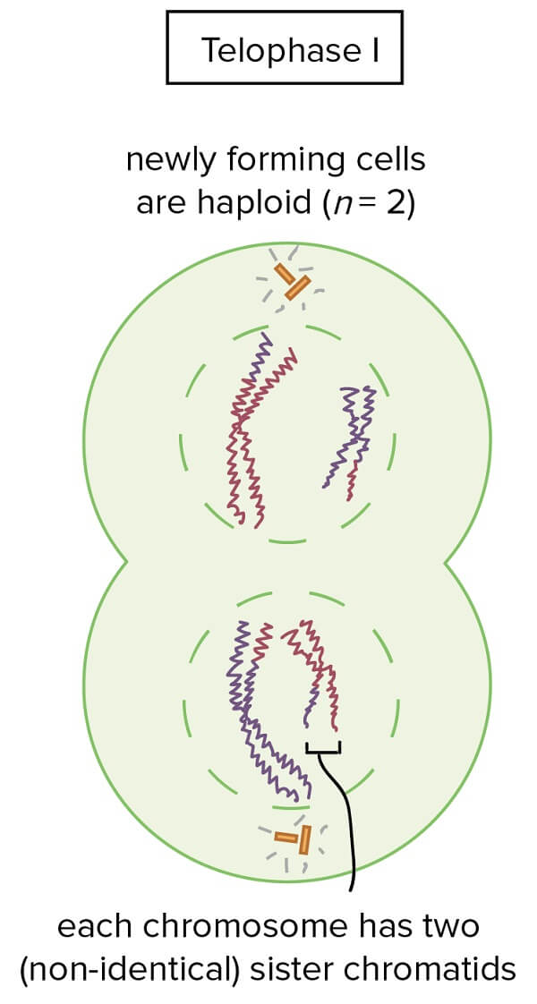 Telophase I in meiosis