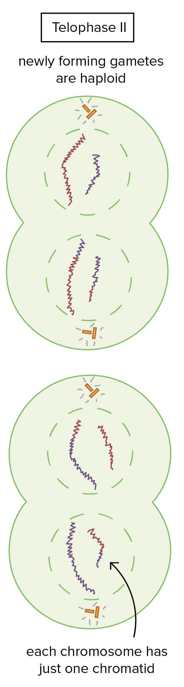 Telophase II in meiosis