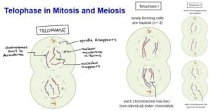 Telophase in Mitosis and Meiosis