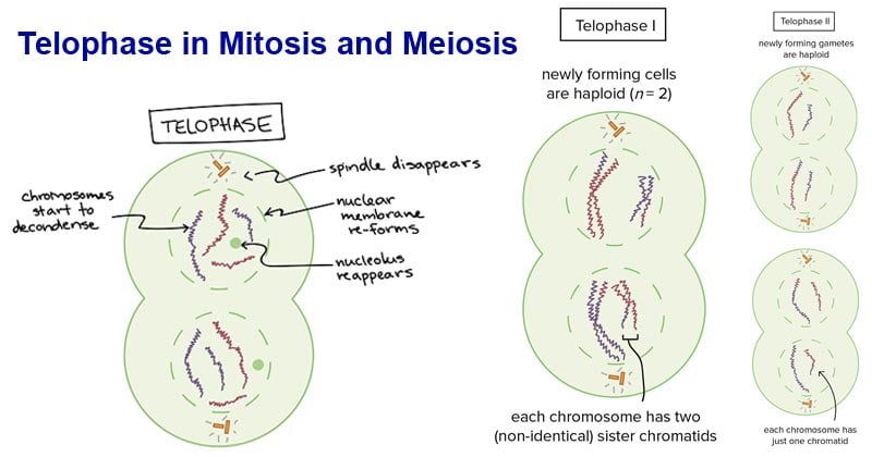 Telophase in Mitosis and Meiosis