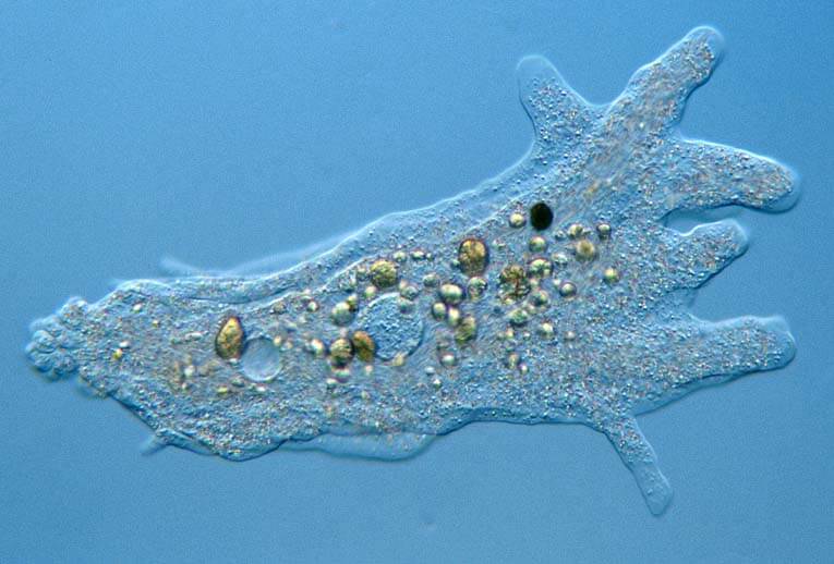 Amoeba under the microscope