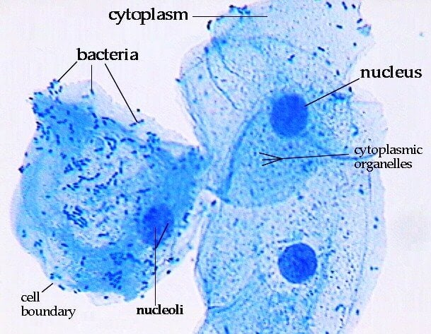 skin cells under light microscope