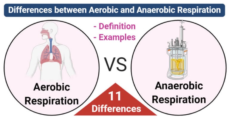 Aerobic Vs Anaerobic Respiration 11 Differences Examples