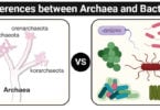 Differences between Archaea and Bacteria Archaea vs Bacteria Differences between Archaea and Bacteria (Archaea vs Bacteria)