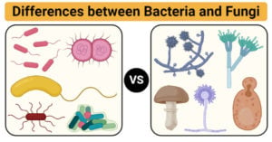 Differences between Bacteria and Fungi (Bacteria vs Fungi)