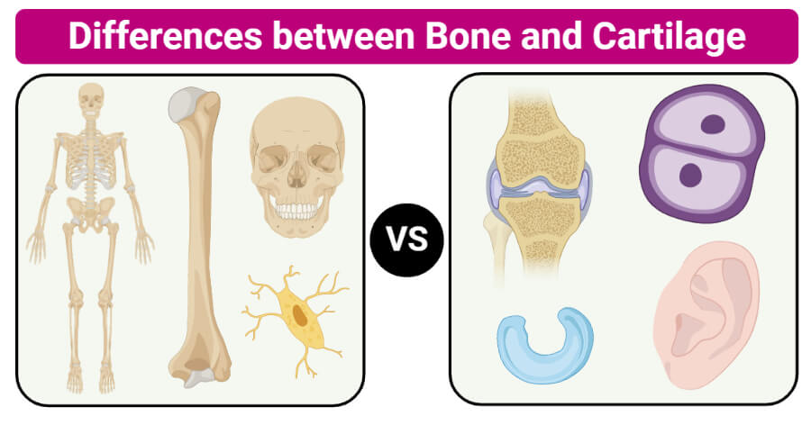 Differences between Bone and Cartilage (Bone vs Cartilage)