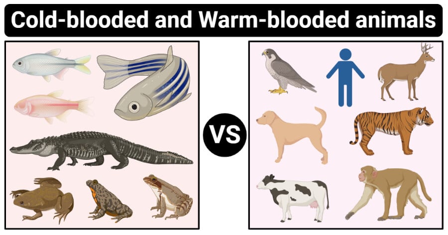 Cold Blooded Vs Warm Blooded Animals Definition 16 Differences Examples
