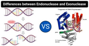 Differences between Endonuclease and Exonuclease
