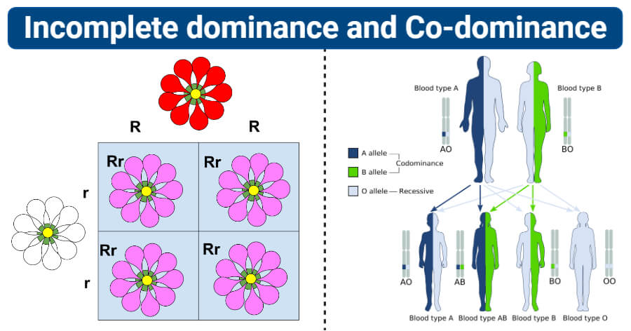 Differences between Incomplete dominance and Co-dominance