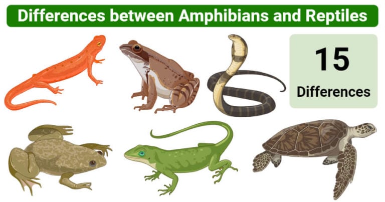 Amphibians vs. Reptiles: 15 Key Differences, Examples