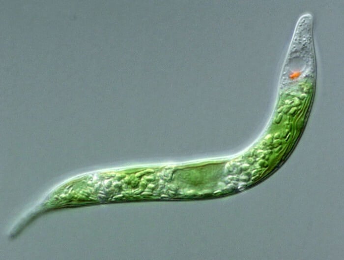 Euglena under the microscope