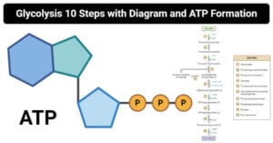 Glycolysis 10 Steps with Diagram and ATP Formation