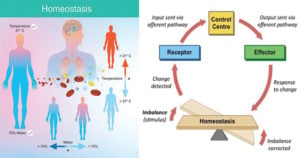Homeostasis- Definition, Types, Examples, Applications