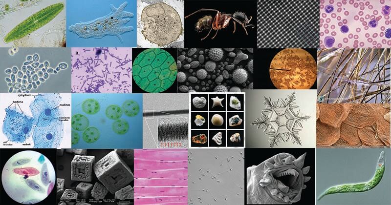 Solved Draw 3 connected human cheek cells under high power