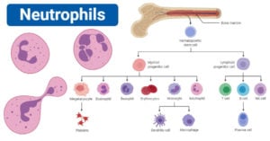 Neutrophils - Definition, structure, count, range, functions