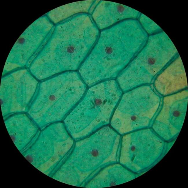Plant cell under the microscope