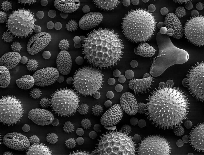 Pollen under the microscope (SEM)