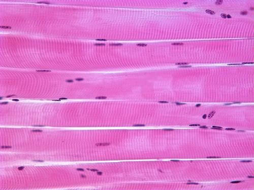 Skeletal muscle under the microscope