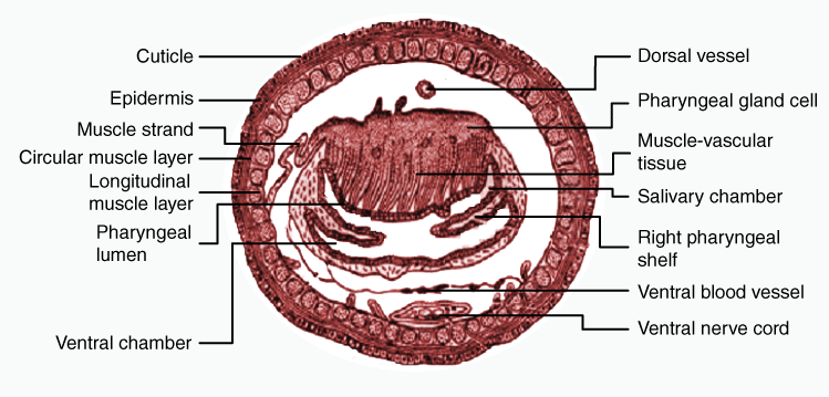 Transverse section of the pharynx of earthworm