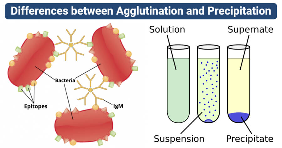 differences between Agglutination and Precipitation (Agglutination vs Precipitation)