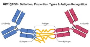 Antigens- Definition, Properties, Types & Antigen Recognition