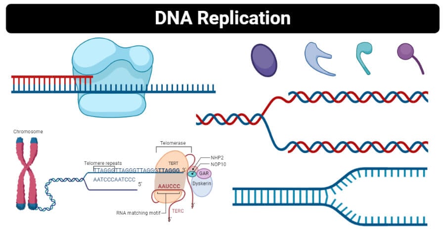 Mechanism of Dna Replication