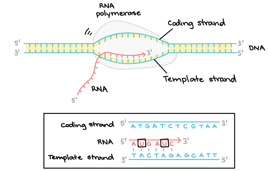 DNA Transcription RNA Synthesis Article Diagrams And Video