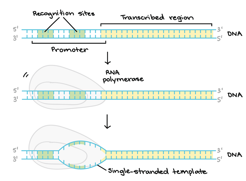 DNA Transcription Initiation