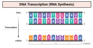 DNA Transcription (RNA Synthesis)