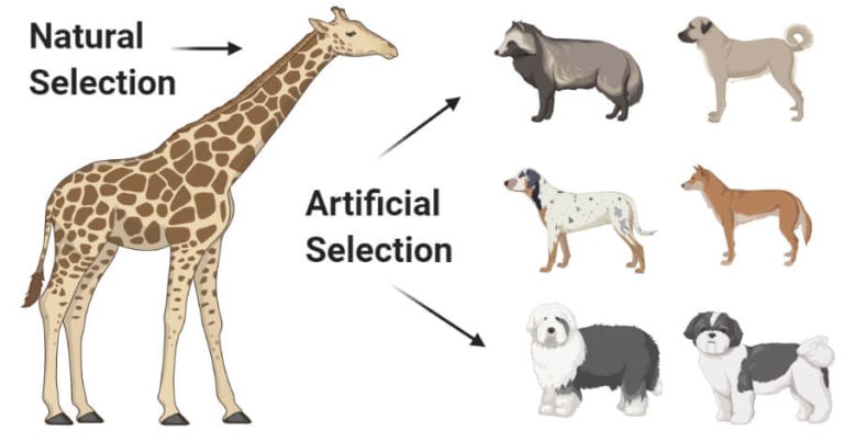 natural-vs-artificial-selection-17-differences-examples