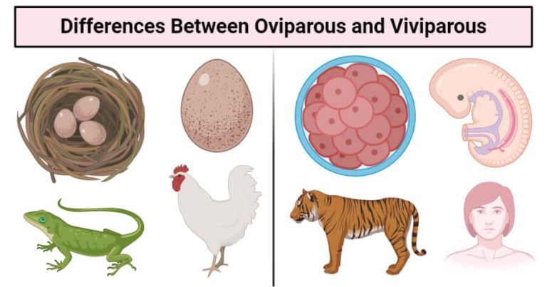 Oviparous vs. Viviparous: 11 Differences, Examples