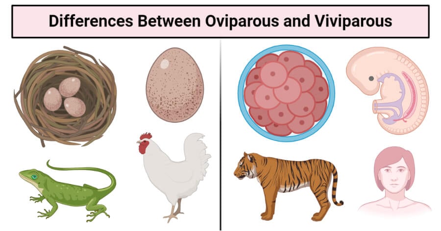 Differences Between Oviparous and Viviparous