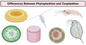 Differences Between Phytoplankton and Zooplankton