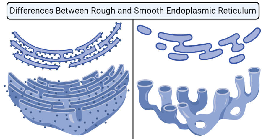 Differences Between Rough and Smooth Endoplasmic Reticulum